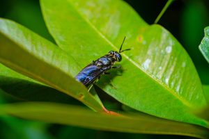 Employment and Climate Change: Green Jobs and Sustainable Careers