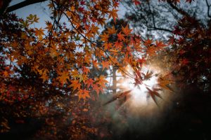 Vacations and Climate Considerations: Choosing Destinations by Season